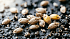 Чем засеять 10+ соток: эконом-смеси и нормы расхода
